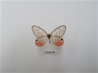 藏品(透明蝶-南美洲)的圖片